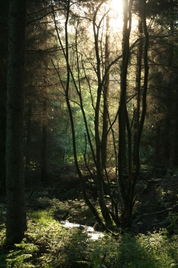 treesinsunlight